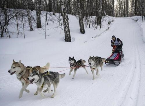 阿拉斯加雪橇犬图片-图片1