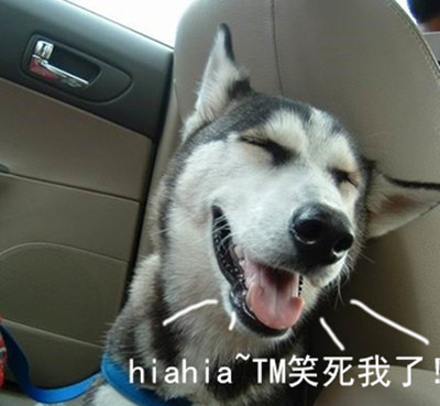 哈士奇搞笑表情大全