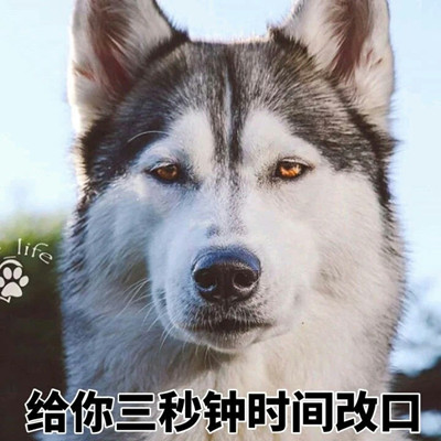 哈士奇搞笑表情大全