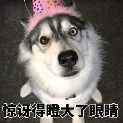 哈士奇搞笑表情大全