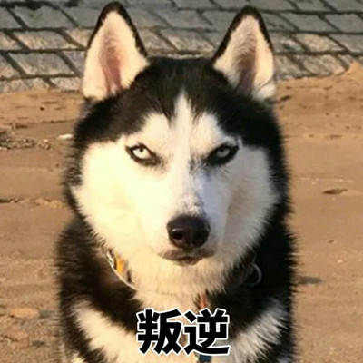 哈士奇搞笑表情大全
