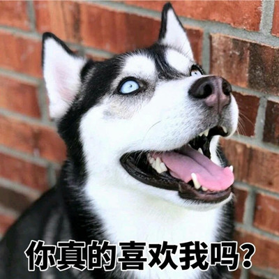 哈士奇搞笑表情大全
