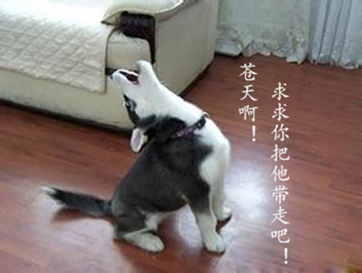 哈士奇搞笑表情大全