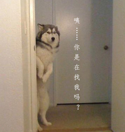 哈士奇搞笑表情大全