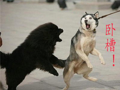 哈士奇搞笑表情大全