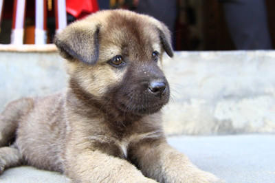 狗狗的语言表达方式图-图片3