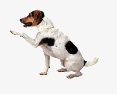 狗狗的语言表达方式图-图片7