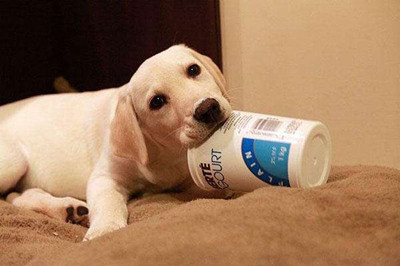 狗狗的语言表达方式图-图片10