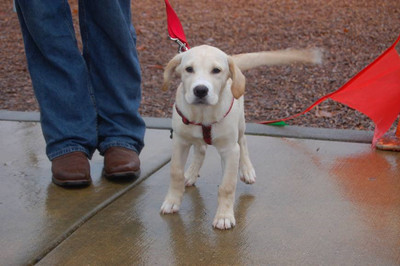 狗狗的语言表达方式图-图片11