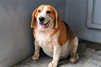 影响狗狗寿命的因素-图片2