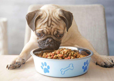 影响狗狗寿命的几种行为-图片2