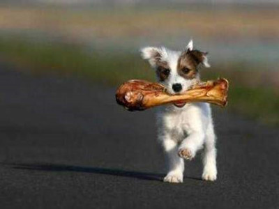 影响狗狗寿命的几种行为-图片3