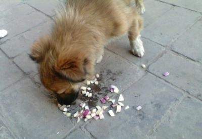 影响狗狗寿命的几种行为-图片4