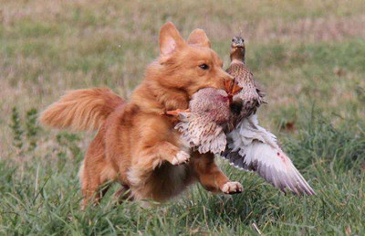 影响狗狗寿命的几种行为-图片8