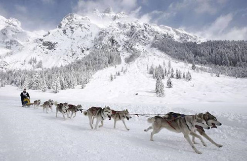 阿拉斯加雪橇犬好养吗-图片1