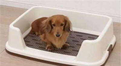 什么时候训练狗狗最好-图片1