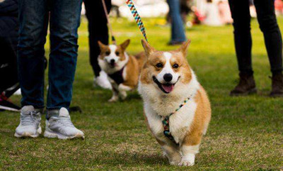 什么时候训练狗狗最好-图片2