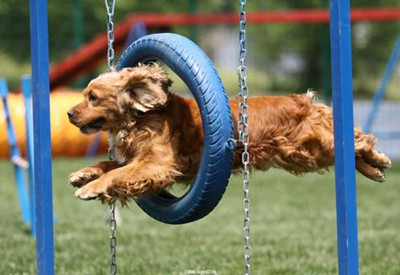 什么时候训练狗狗最好-图片4