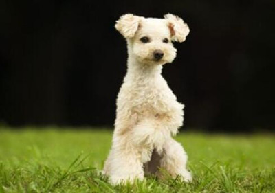 要怎么训练狗狗站立-图片1