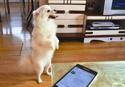 要怎么训练狗狗站立-图片2