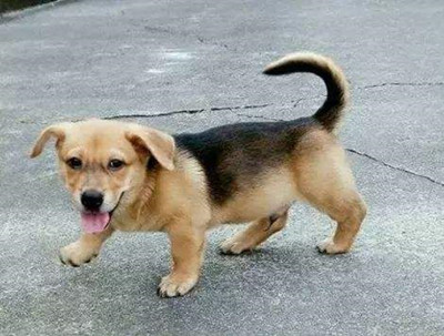 狗狗几个月算成犬-图片1