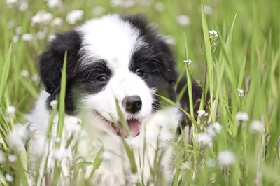 幼犬多大能认识主人-图片2