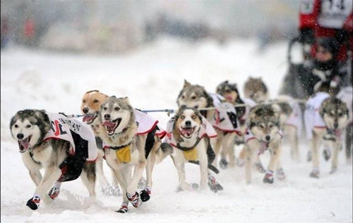 阿拉斯加雪橇犬好养吗-图片2