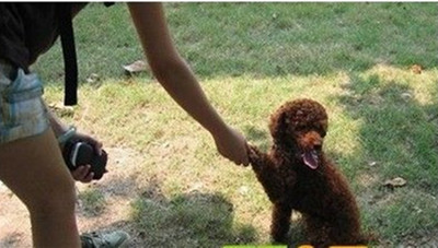 贵宾犬送客训练
