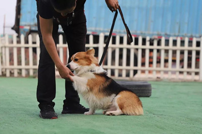 训练狗狗的四种基本方法-图片1