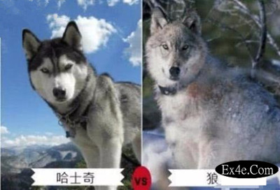 哈士奇和狼的区别-图片1