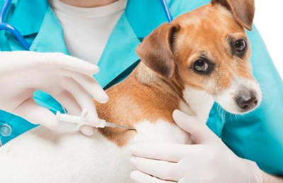 狗狗打疫苗的最佳时间-图片2