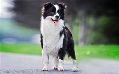 边境牧羊犬基本资料