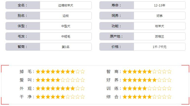 边境牧羊犬基本资料