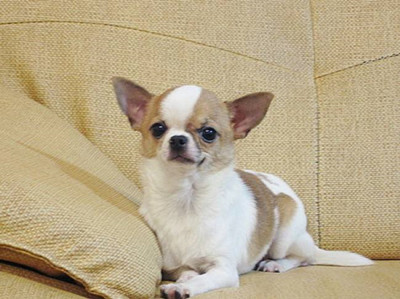 吉娃娃品种基本资料