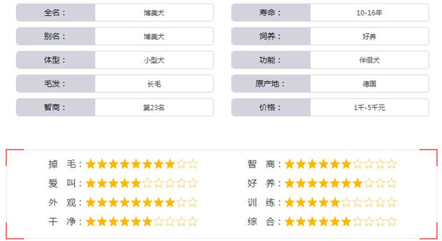 博美犬基本资料