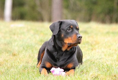 罗威纳犬基本资料