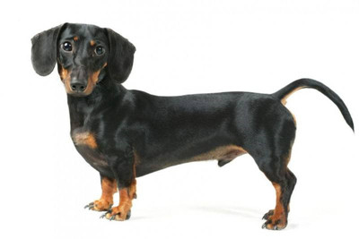 腊肠犬基本资料