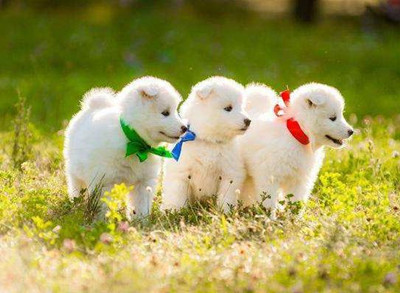 萨摩耶犬基本资料