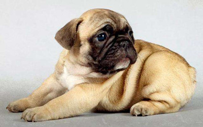 巴哥犬基本资料