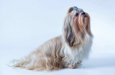 西施犬基本资料