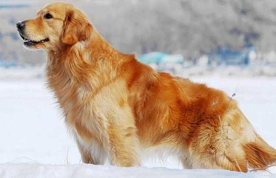 金毛犬基本资料