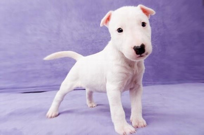 斗牛梗基本资料