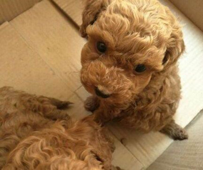 狗狗打疫苗的最佳时间-图片1