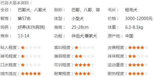 巴哥犬基本资料