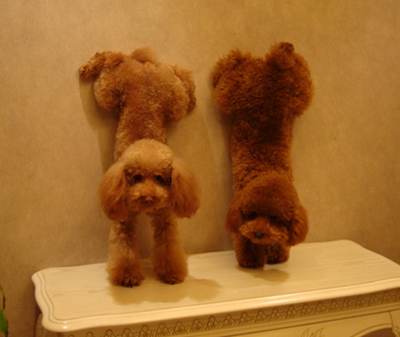 贵宾犬和泰迪的区别-图片1