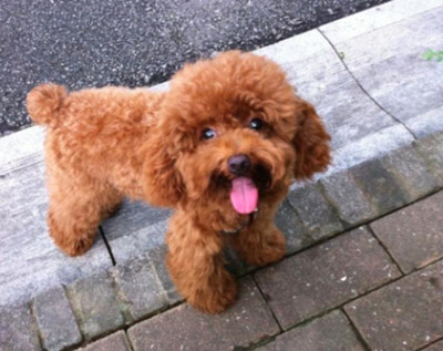 贵宾犬和泰迪的区别-图片3