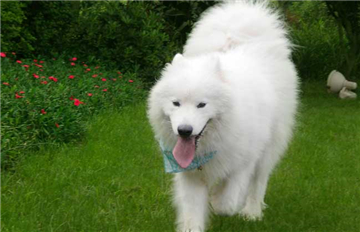 萨摩耶的缺点-图片2
