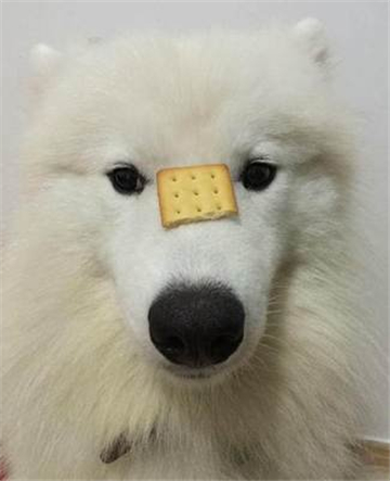 萨摩耶图片