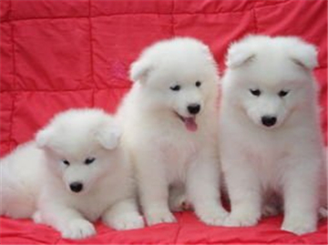 萨摩耶犬图片