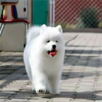 萨摩耶犬图片